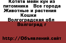 Котята мейн-кун из питомника - Все города Животные и растения » Кошки   . Волгоградская обл.,Волгоград г.